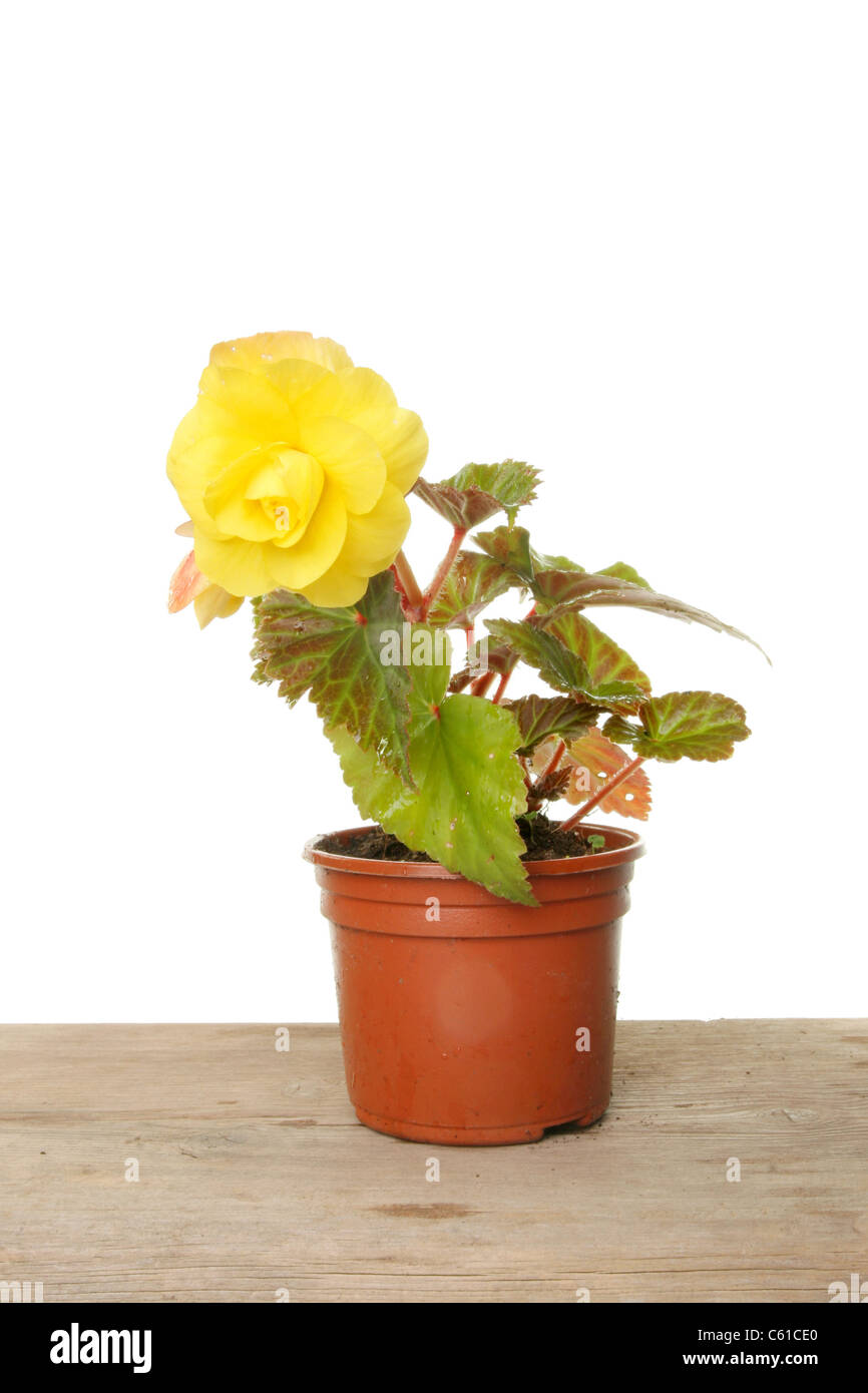 Begonia plant with a yellow flower in a pot on a wooden bench Stock Photo
