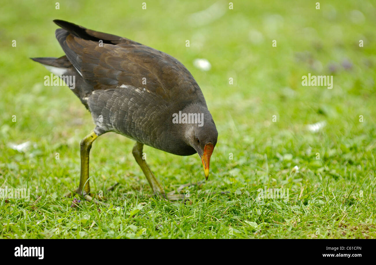 Juvenile Moorhen in search of food Stock Photo Alamy