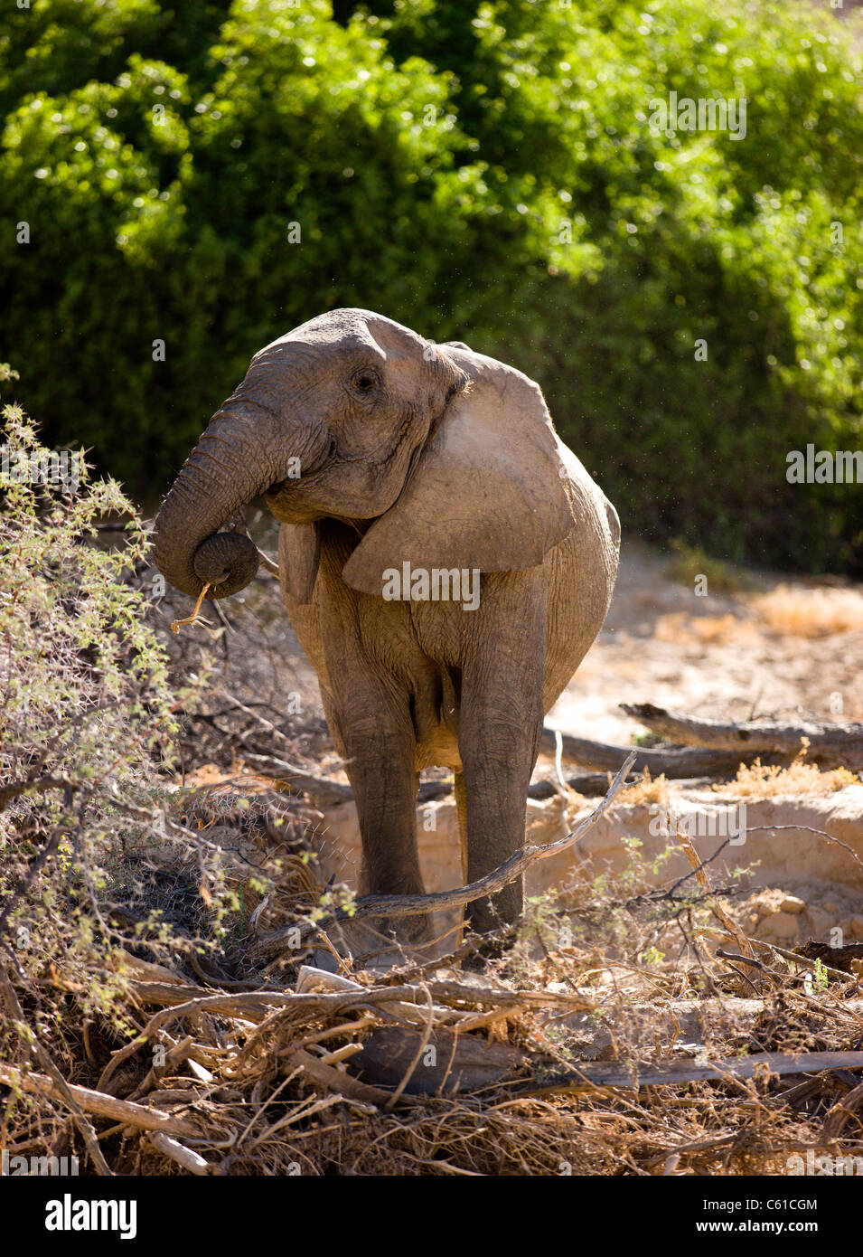 A desert adapted elephant eating bark. Hoarusib riverbed, Purros, Northern Kaokoland, Kaokoveld