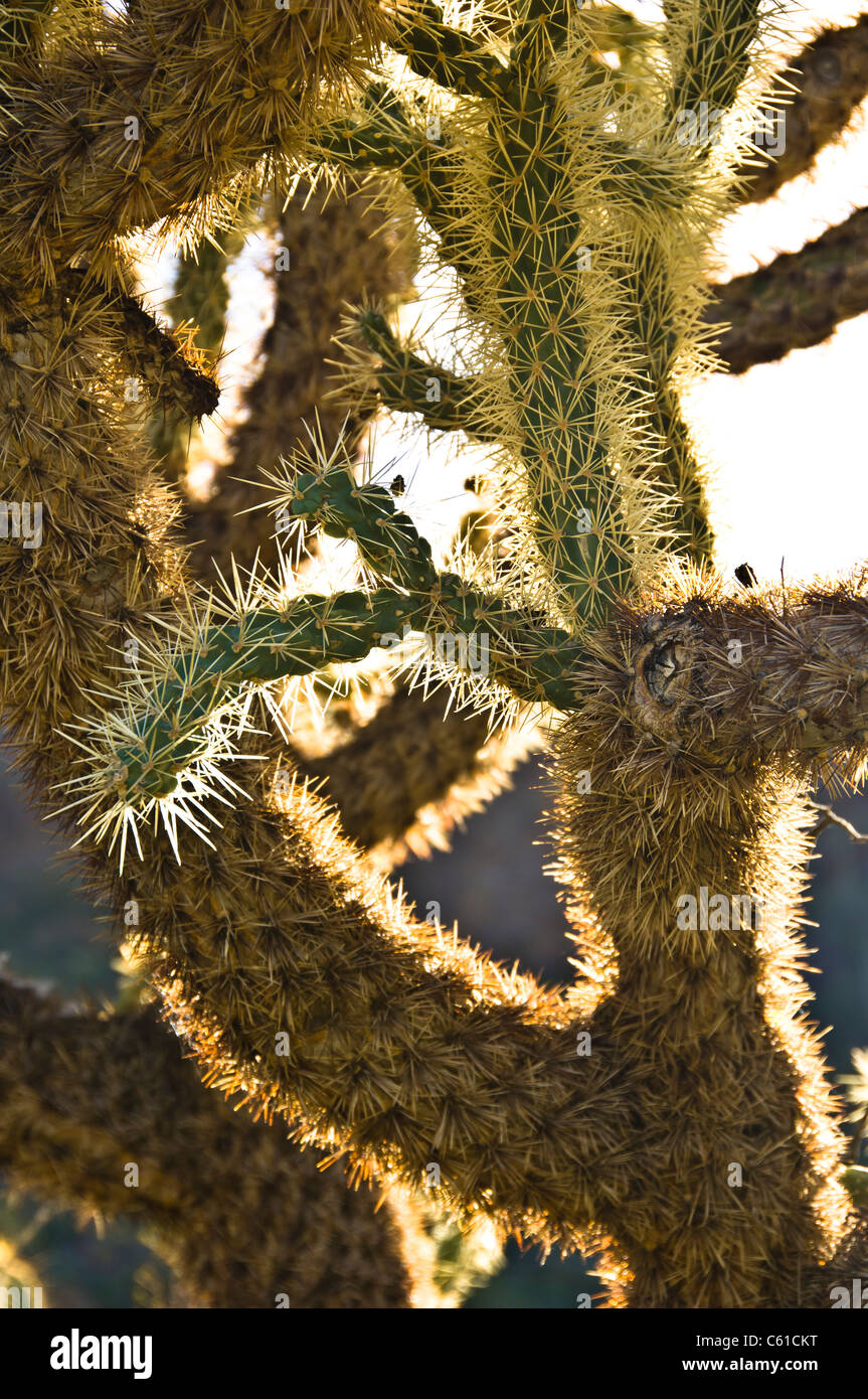 Jumping Cholla Arizona High Resolution Stock Photography and Images Alamy