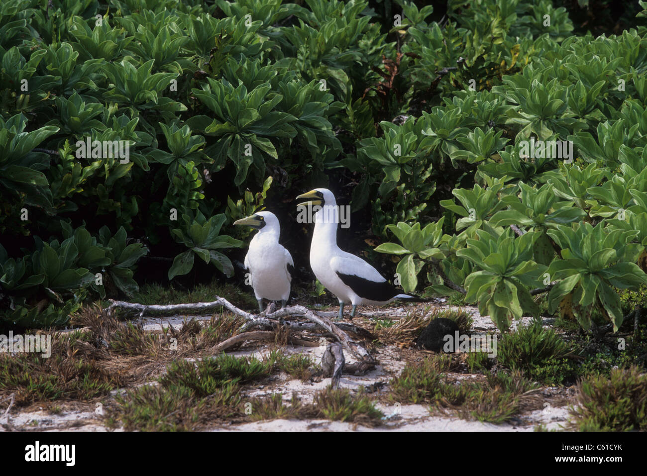 Ducie Island, Pitcairn Islands Stock Photo