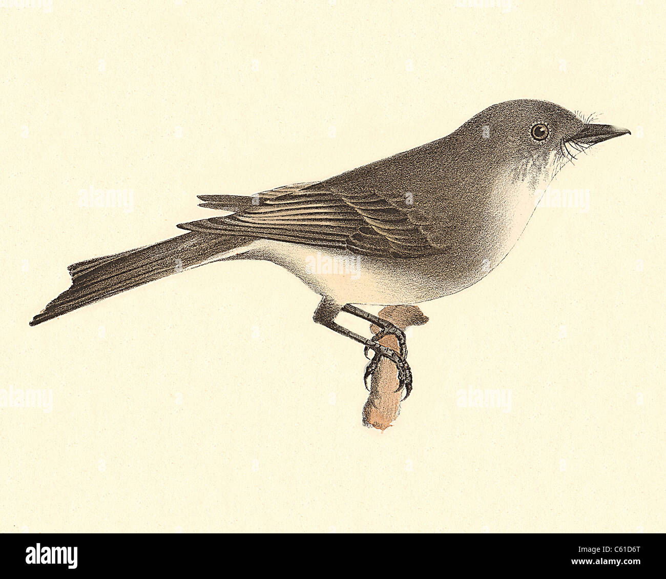 The Phoebe-bird, Eastern Phoebe (Muscicapa fusca, Sayornis phoebe) vintage bird lithograph - James De Kay, Zoology of New York, or the NY Fauna, Birds Stock Photo