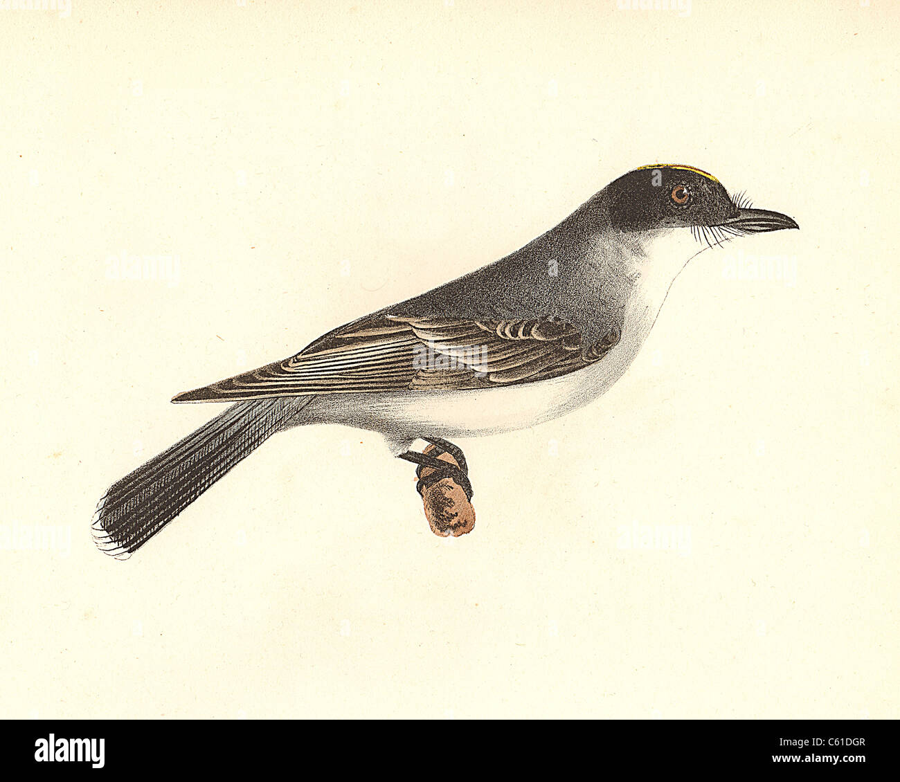 The Kingbird, Eastern Kingbird (Tyrannus intrepidus, Tyrannus tyrannus) vintage bird lithograph - James De Kay, Zoology of New York, NY Fauna, Birds Stock Photo