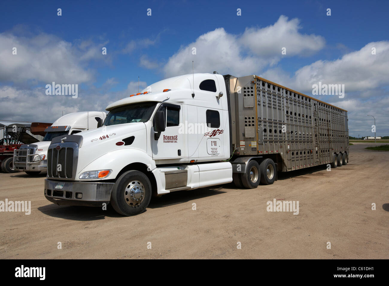 Transporting livestock High Resolution Stock Photography and Images Alamy