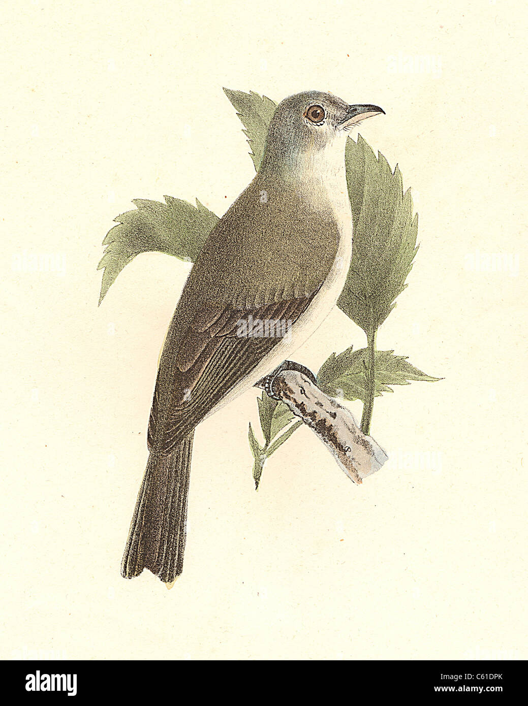 The Warbling Greenlet, Warbling Vireo (Vireo gilvus) vintage bird lithograph, James De Kay, Zoology of New York, or the New-York Fauna, Part II, Birds Stock Photo