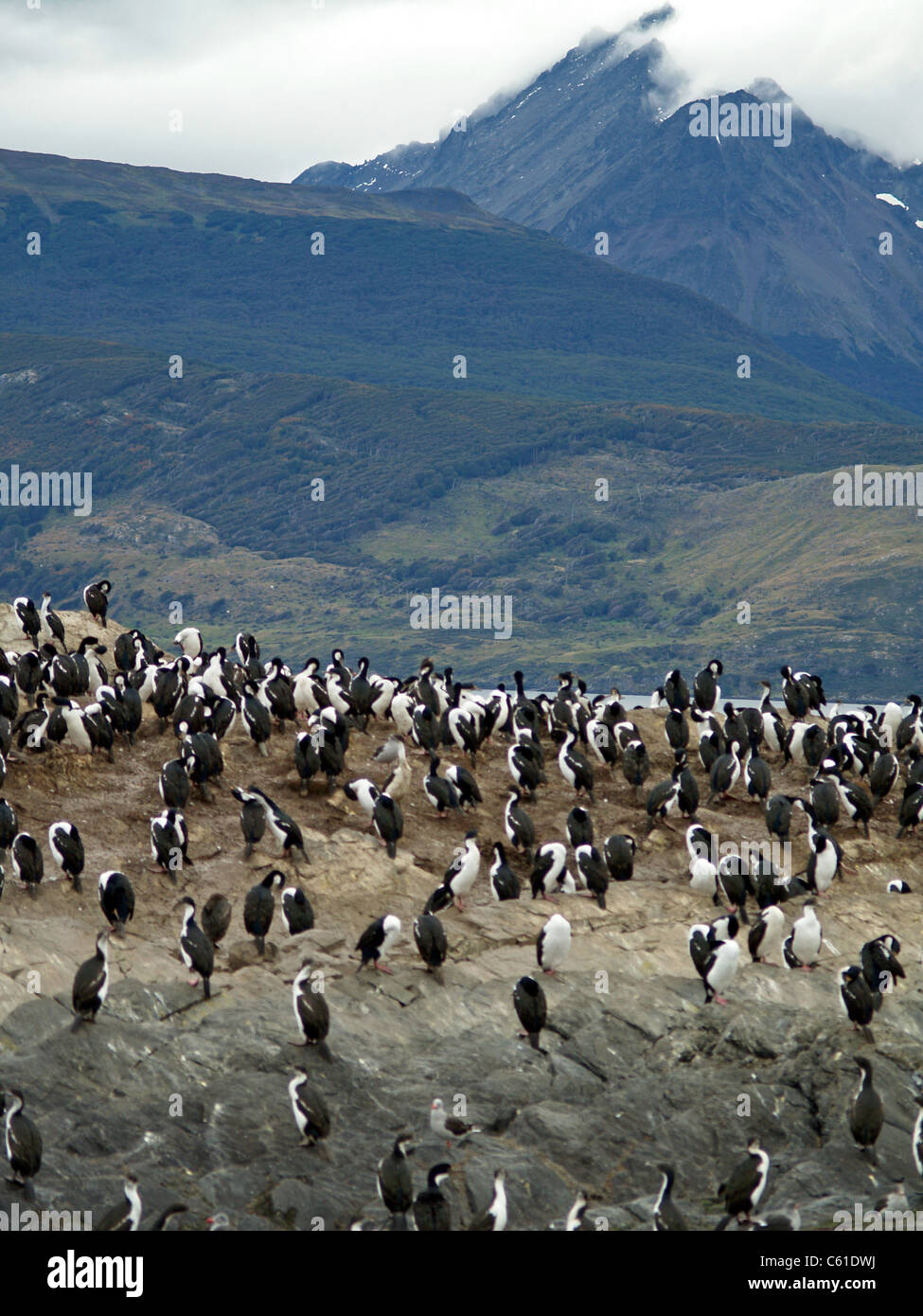 King or blue-eyed cormorants in the Beagle Channel,Argentina Stock Photo