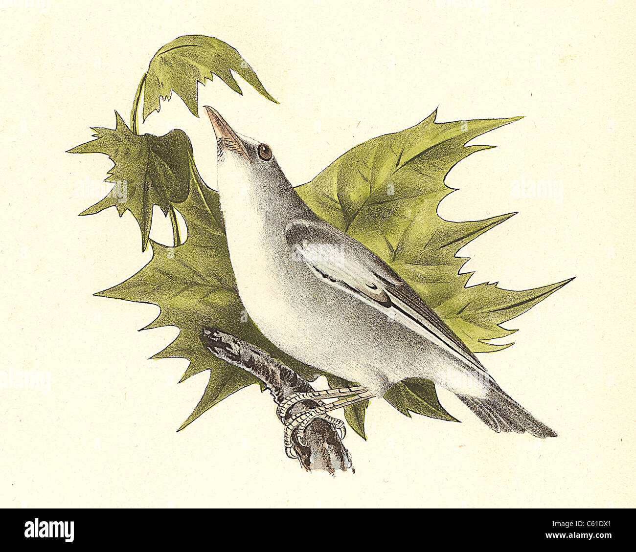 The Red-eyed Greenlet, Red-eyed Vireo (Vireo olivaceus) vintage bird lithograph - James De Kay, Zoology of New York, or the New-York Fauna, Birds Stock Photo