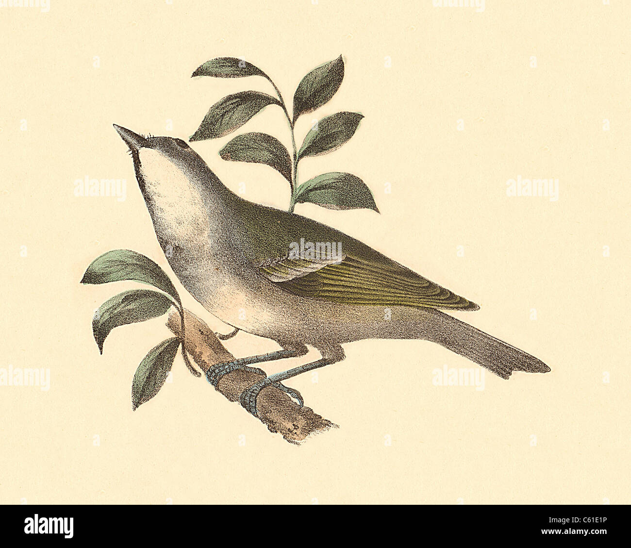 The Solitary Greenlet, Blue-headed vireo, Solitary Vireo, (Vireo solitarius) vintage bird lithograph - James De Kay, Zoology of New York Fauna, Birds Stock Photo