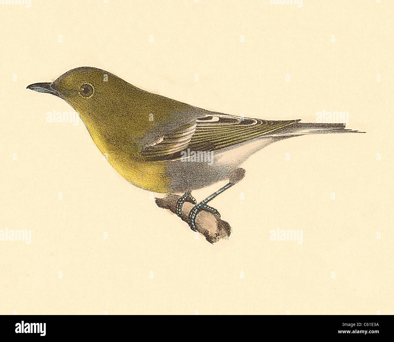 The Yellow-throated Greenlet, Yellow-throated vireo (Vireo flavifrons) vintage bird lithograph, James De Kay, Zoology of New York, the NY Fauna, Birds Stock Photo