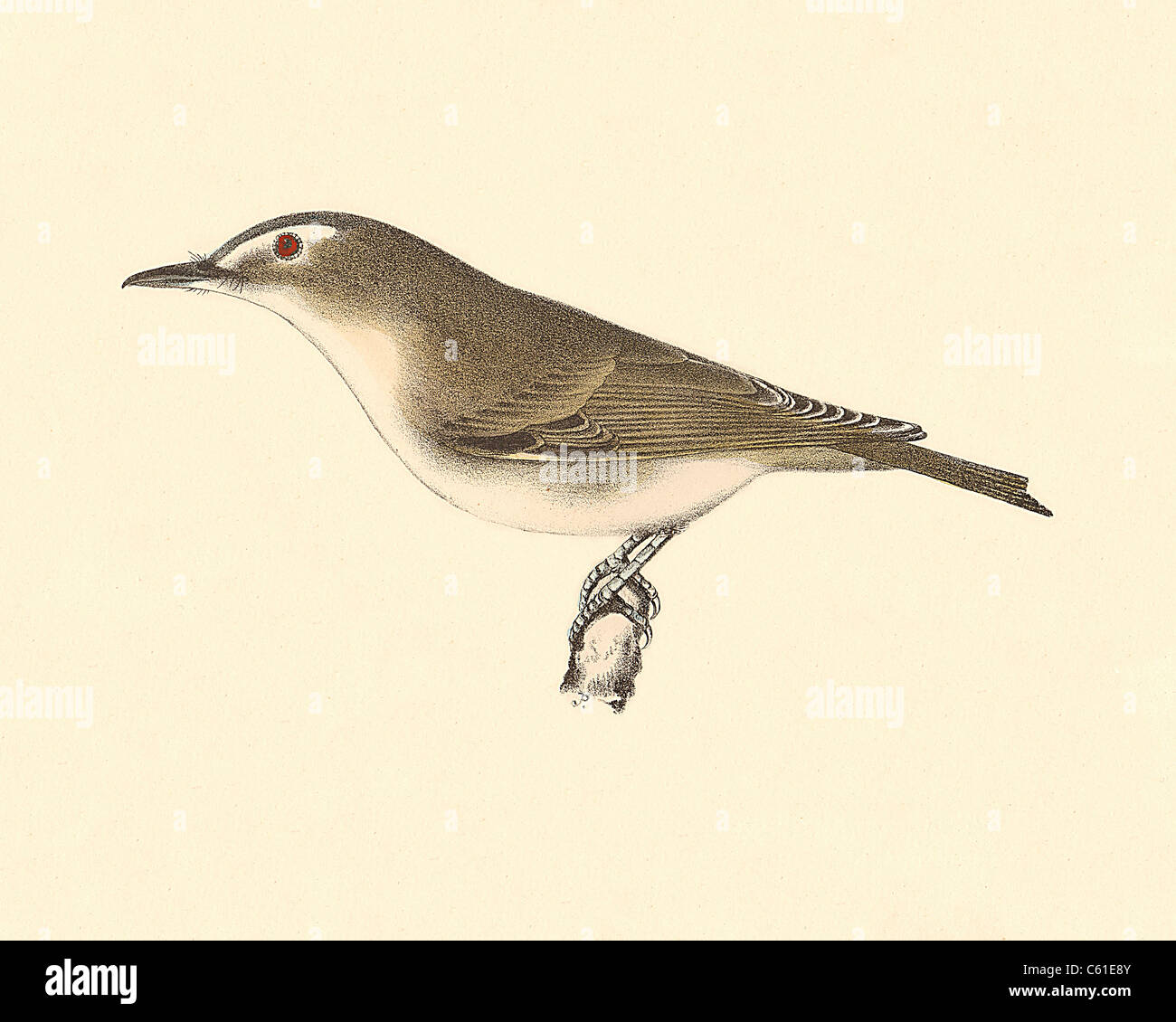 The Red-eyed Greenlet, Red-eyed Vireo (Vireo olivaceus) vintage bird lithograph - James De Kay, Zoology of New York, or the New-York Fauna, Birds Stock Photo