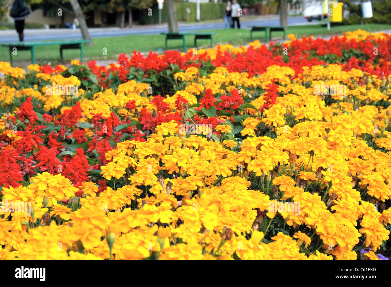 Gold colored flowers hi-res stock photography and images - Alamy