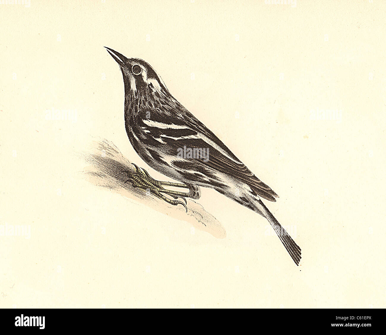 The Varied Creeping Warbler, Black-and-White Warbler (Mniotilta varia) vintage bird lithograph, James De Kay, Zoology of New York, the NY Fauna, Birds Stock Photo