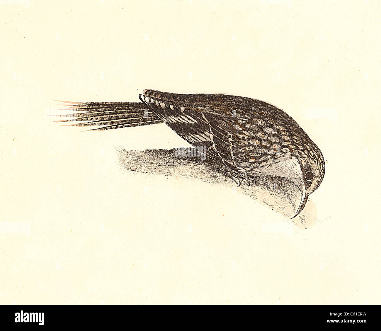 The Brown Creeper, American Treecreeper (Certhia americana) vintage bird lithograph - James De Kay, Zoology of New York, or the New-York Fauna, Birds Stock Photo