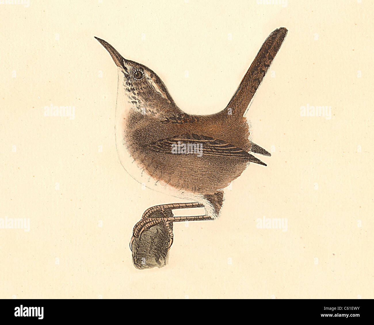 The Marsh Wren (Troglodytes palustris, Cistothorus palustris)   vintage bird lithograph - James De Kay, Zoology of New York, or the N) Fauna, Birds Stock Photo