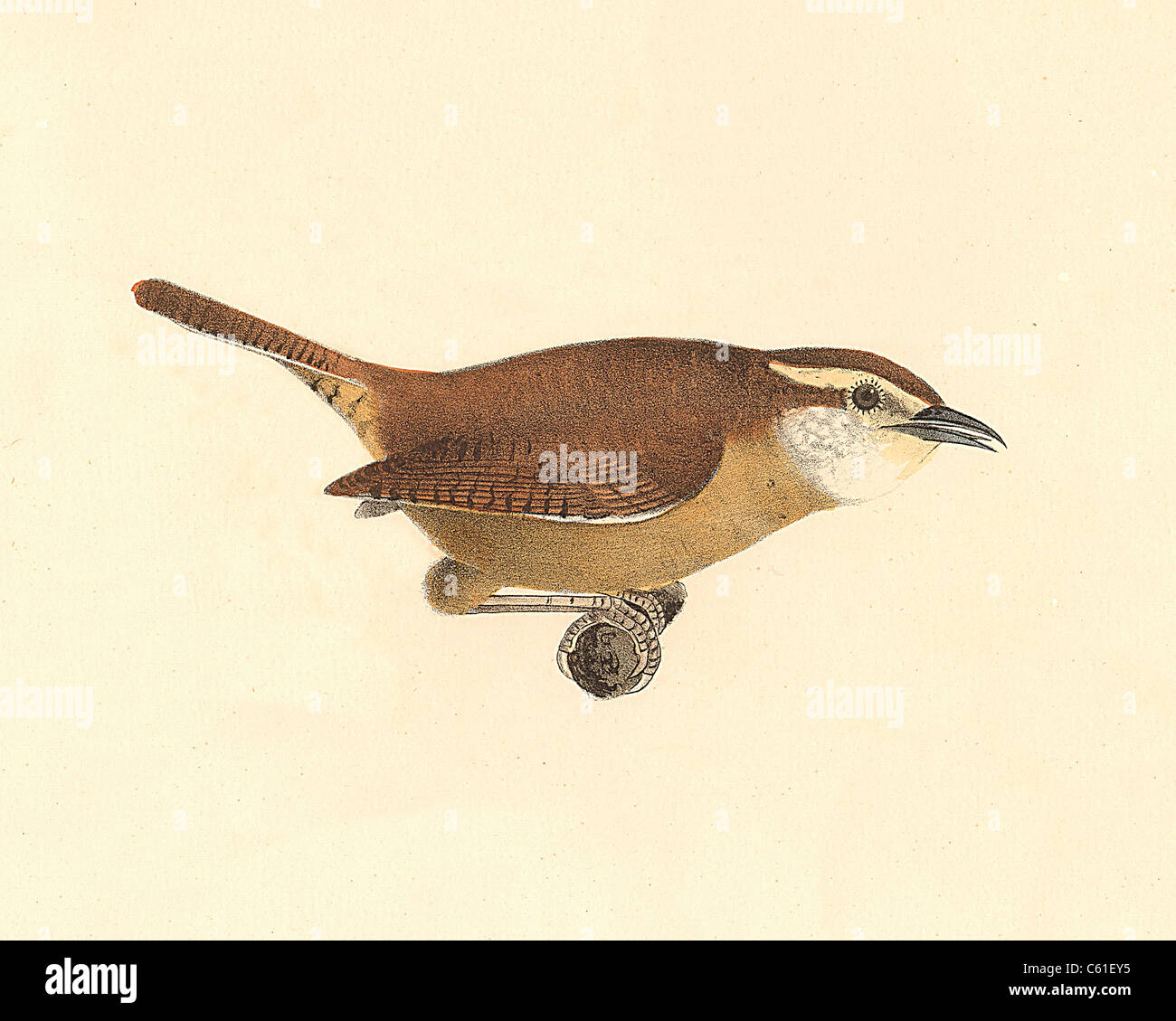 The Mocking Wren, Carolina wren (Troglodytes ludovicianus, Thryothorus ludovicianus) vintage bird lithograph - James De Kay Zoology of New York, Birds Stock Photo