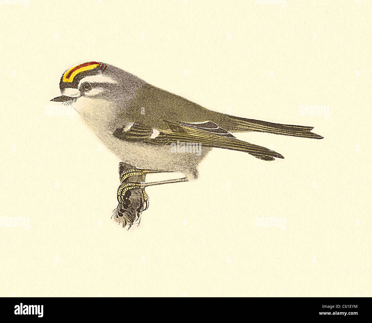 The Golden-Crested Kinglet or Golden-Crowned Kinglet (Regulus satrapa) vintage bird lithograph - James De Kay, Zoology of New York,  NY Fauna, Birds Stock Photo