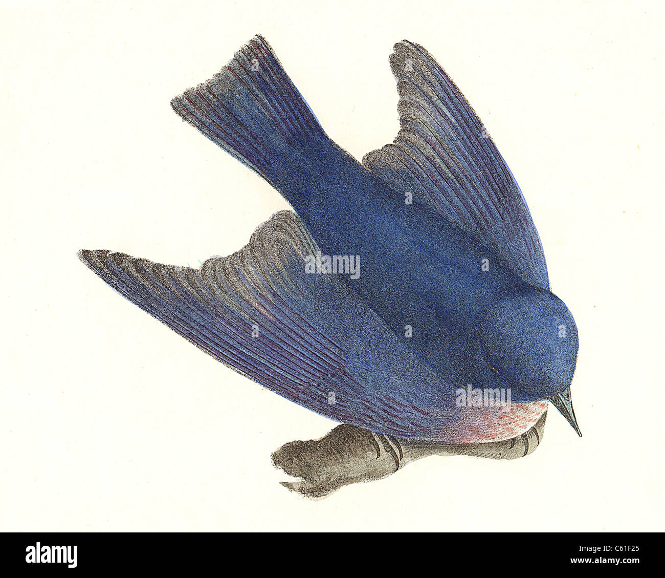 The Bluebird, Eastern Bluebird (Sialia wilsoni, Sialia sialis) vintage bird lithograph - James De Kay, Zoology of New York, the New-York Fauna, BirdsF Stock Photo