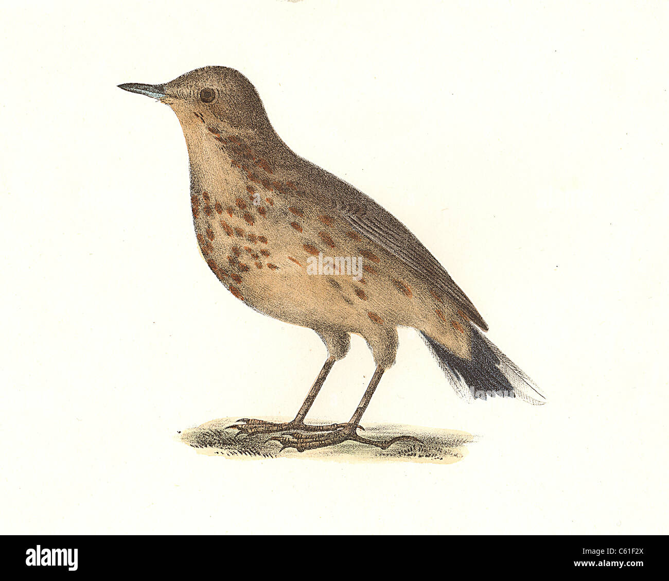 The American Titlark, Buff-bellied Pipit, American Pipit (Anthus ludovicianus, Anthus rubescens) vintage bird lithograph, James De Kay, New York Birds Stock Photo