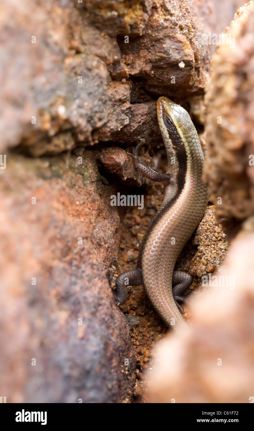 A common skink hiding amidst rocks Stock Photo