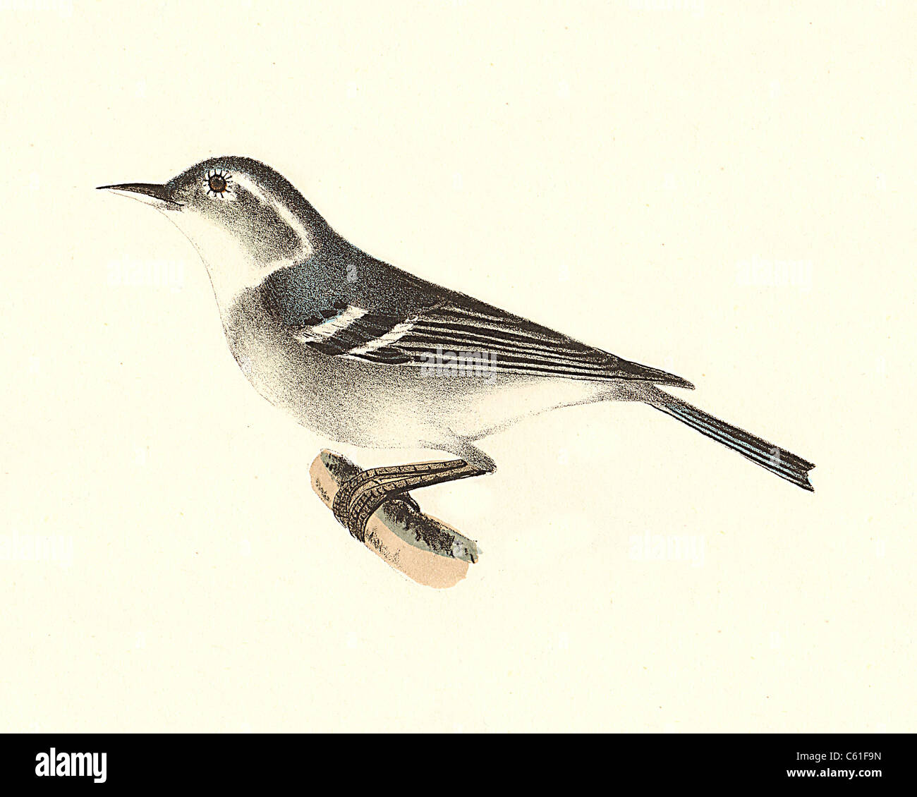 Blue-gray Gnatcatcher in flight • Magee Marsh Wildlife Area, OH • 2018  Stock Photo - Alamy