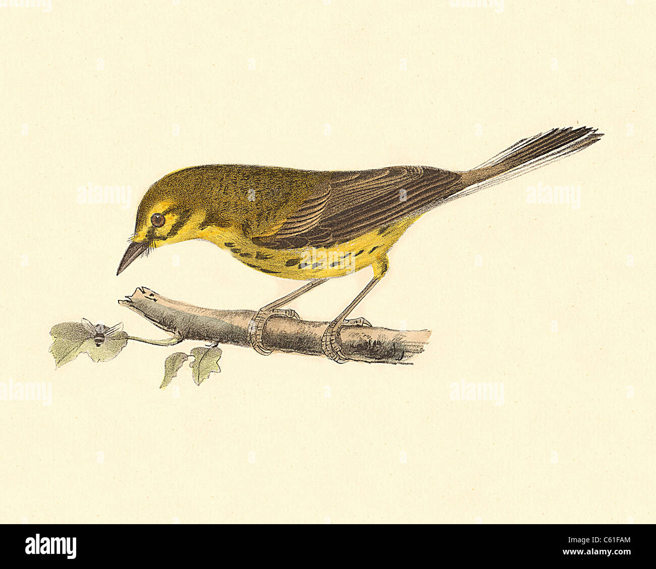 The Prairie Warbler(Sylvicola discolor, Setophaga discolor) vintage bird lithograph - James De Kay, Zoology of New York, the New-York Fauna, Birds Stock Photo