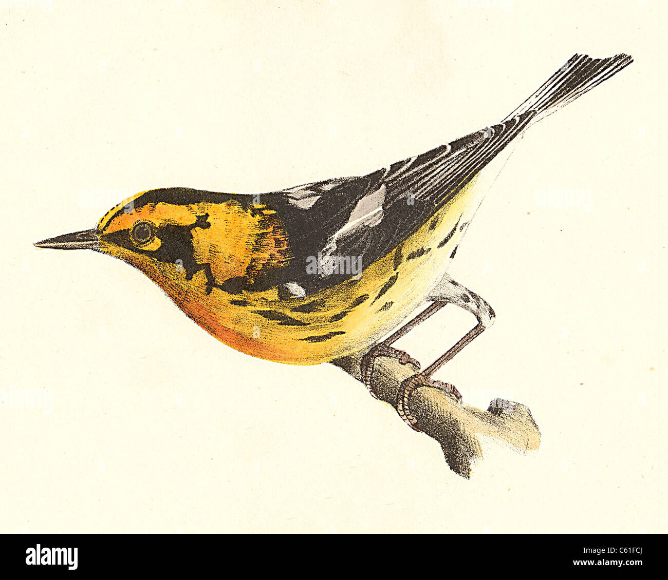 The Blackburnian Warbler (Sylvicola blackburniae, Setophaga fusca, Dendroica fusca) vintage bird lithograph - James De Kay Zoology of New York, Birds Stock Photo