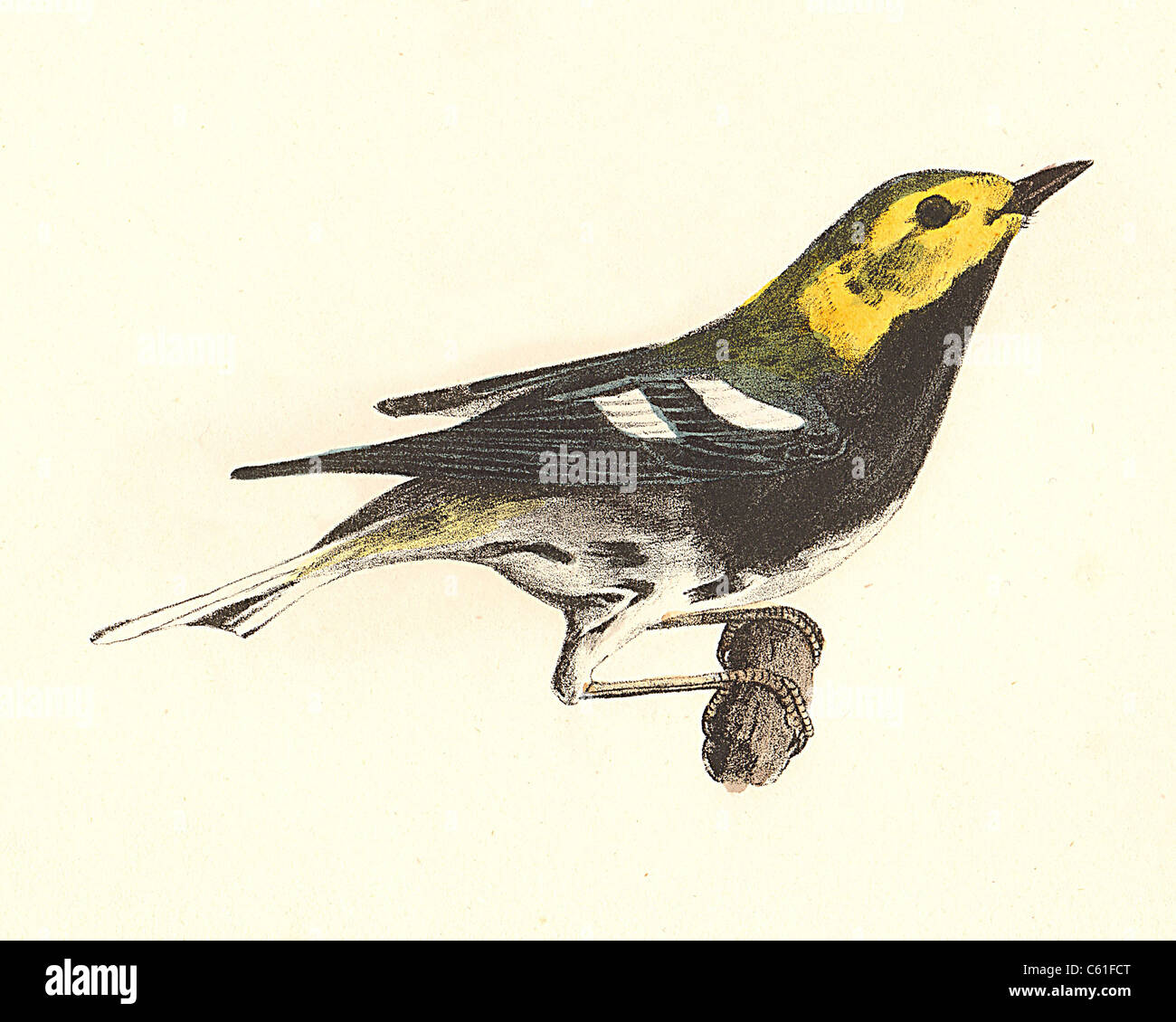 The Black-throated Green Warbler(Sylvicola virens, Setophaga virens)  vintage bird lithograph - James De Kay, Zoology of New York, or NY Fauna, Birds Stock Photo