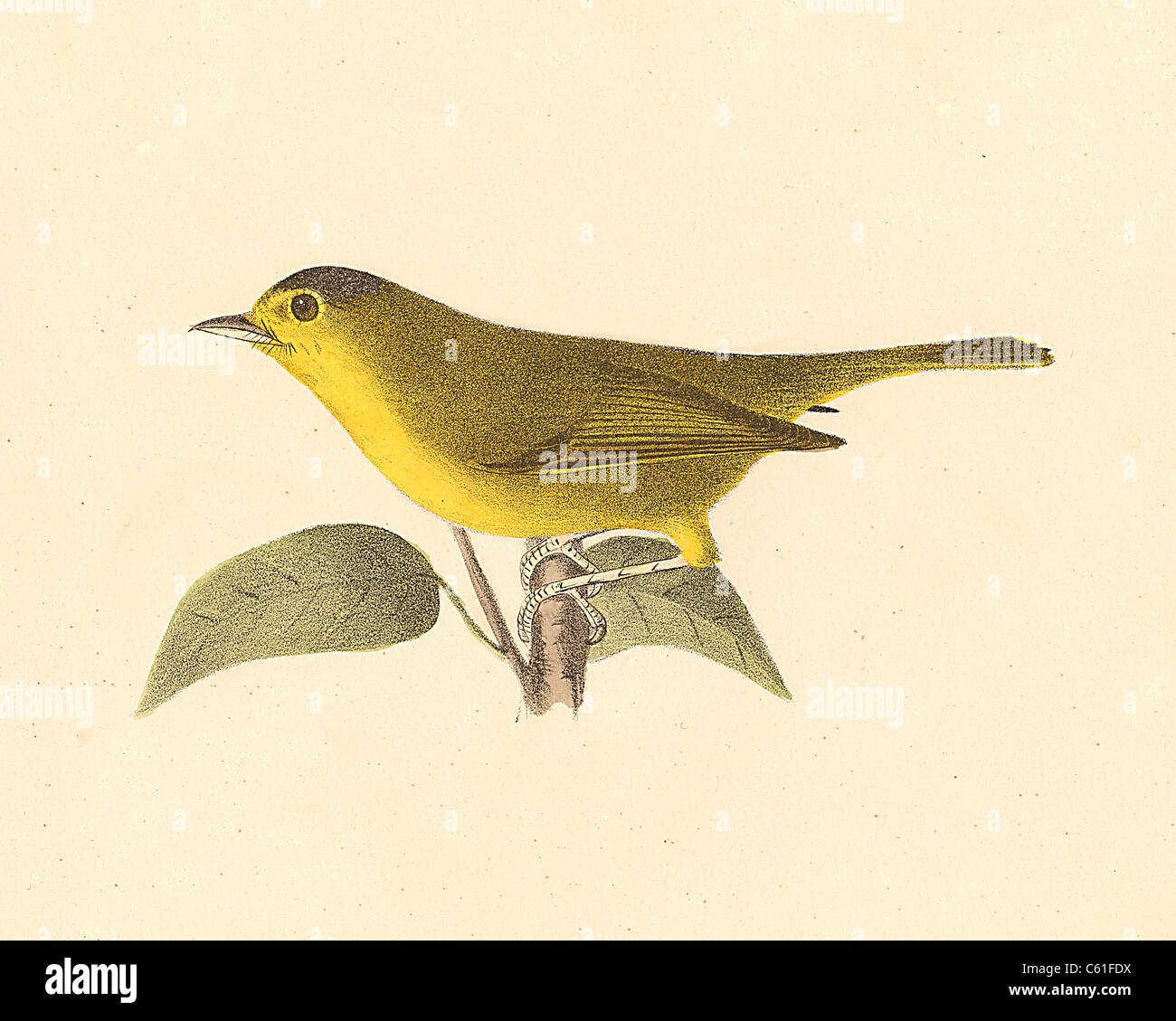 The Green Black-capped Warbler, Wilson's Warbler (Wilsonia pusilla, Cardellina pusilla) vintage bird lithograph - James De Kay, Zoology of NY, Birds Stock Photo