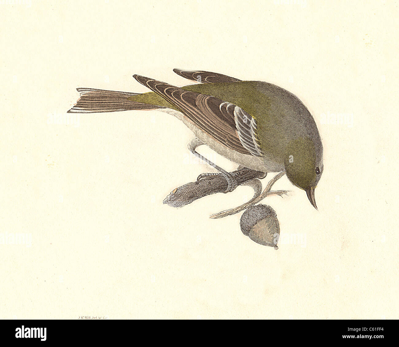 The Pine Warbler (Sylvicola pinus, Dendroica pinus, Setophaga pinus) vintage bird lithograph - James De Kay, Zoology of New York, the NY Fauna, Birds Stock Photo