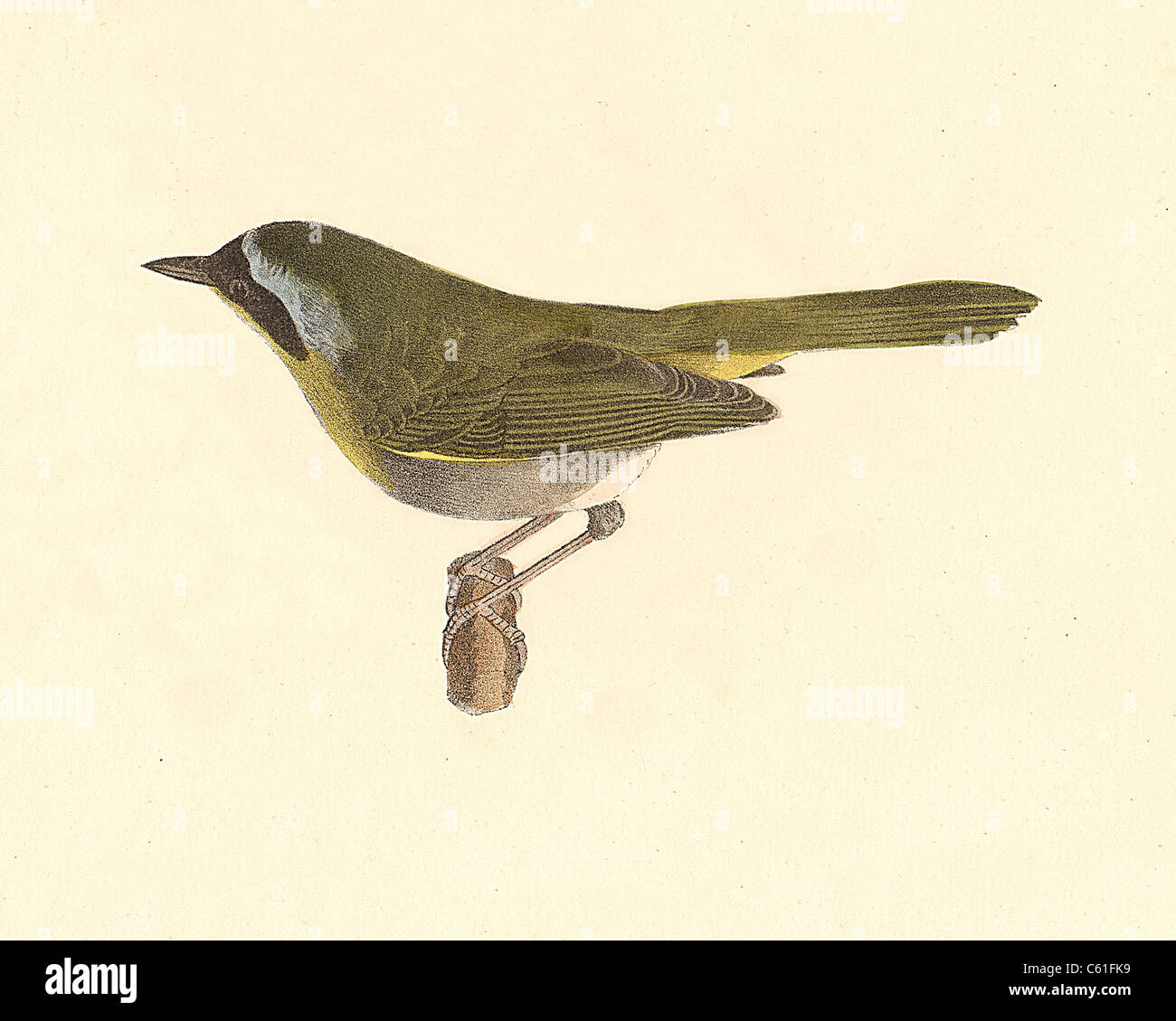 The Yellow-throat, Common Yellowthroat (Trichas marilandica, Geothlypis trichas) vintage bird lithograph - James De Kay, Zoology of New York, Birds Stock Photo