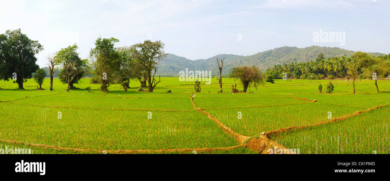 Rice paddies in Asia Stock Photo Alamy
