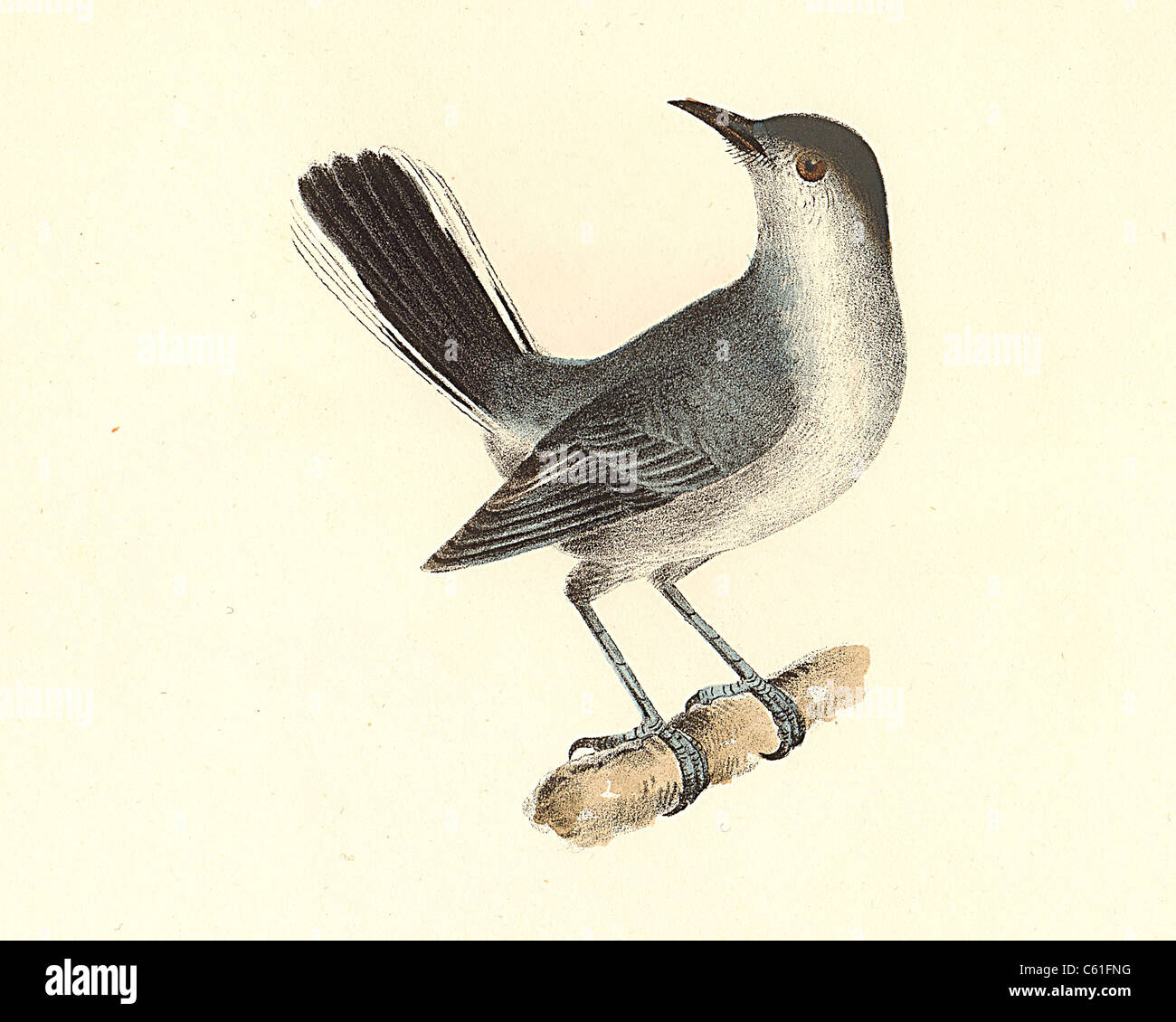 The Blue-grey Gnatcatcher, Blue-Gray Fly-catcher (Culicivora cerulea, Polioptila caerulea) vintage bird lithograph, James De Kay, Zoology of NY, Birds Stock Photo