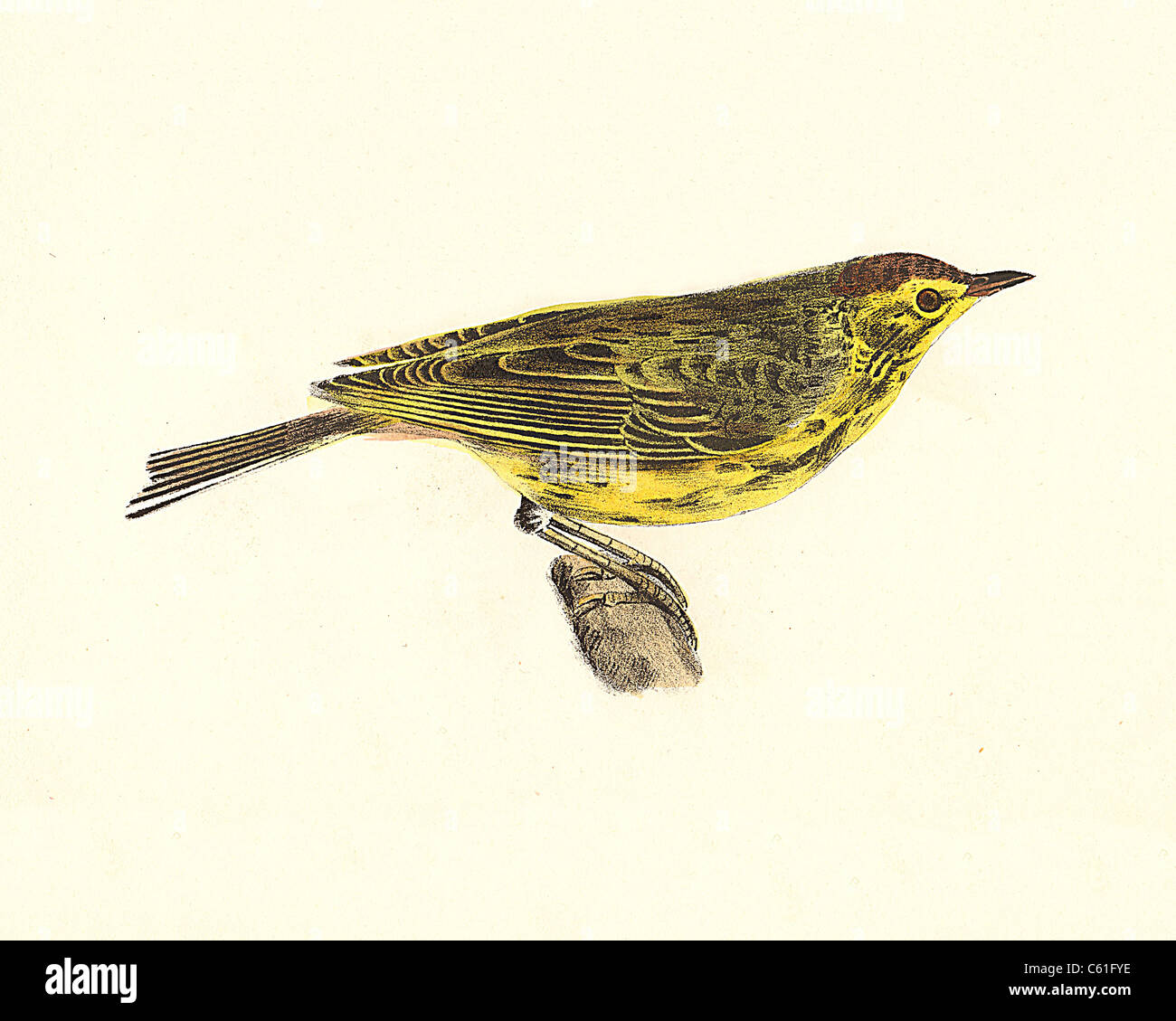 The Nashville Warbler (Sylvicola ruficapilla, Leiothlypis ruficapilla, Oreothlypis ruficapilla) vintage bird lithograph - James De Kay, Birds of NY Stock Photo