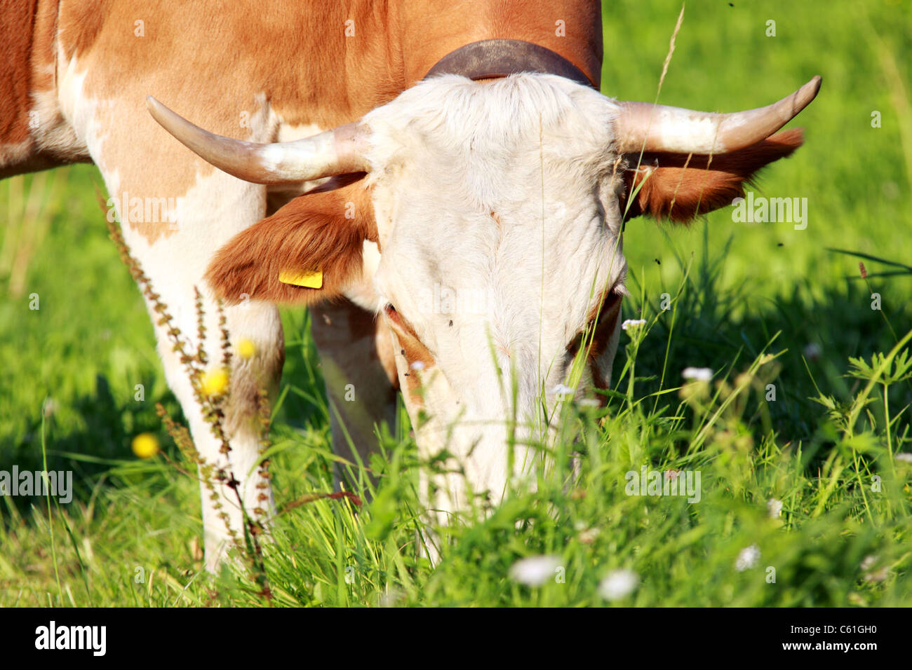 Close up grazing alpine cow hi-res stock photography and images - Alamy