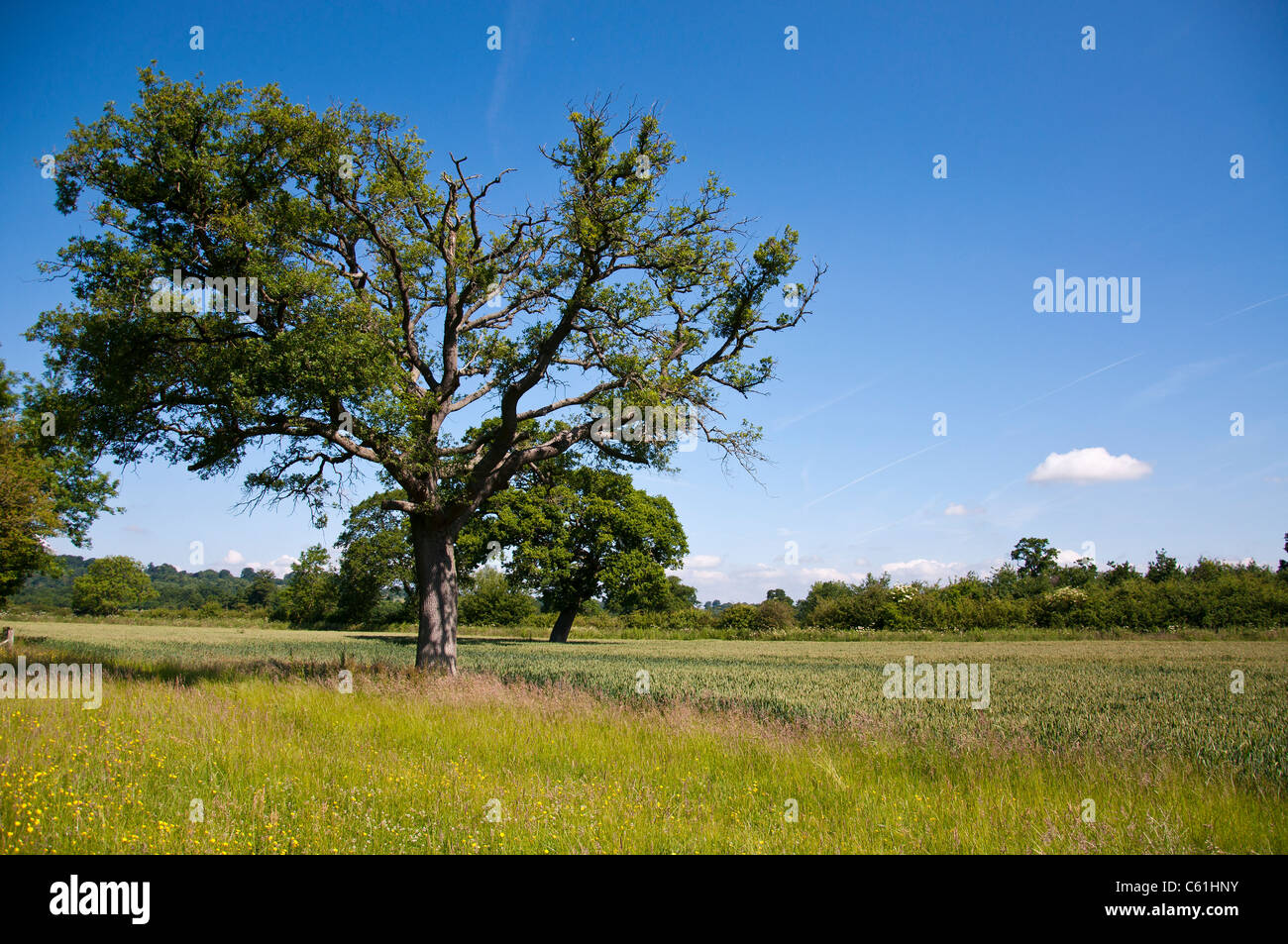 Green Tree in Field with Blue Sky Stock Photo - Alamy