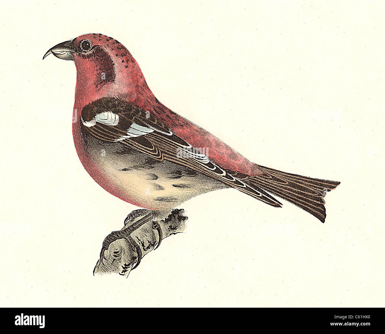 The White-Winged Crossbill or Two-Barred crossbill (Loxia leucoptera)  vintage bird lithograph - James De Kay, Zoology of New York, or NY Fauna, Birds Stock Photo