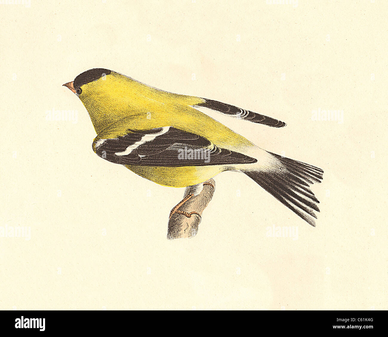 The Yellowbird, American Goldfinch (Carduelis tristis, Spinus tristis) vintage bird lithograph, James De Kay, Zoology of New York, the NY Fauna, Birds Stock Photo