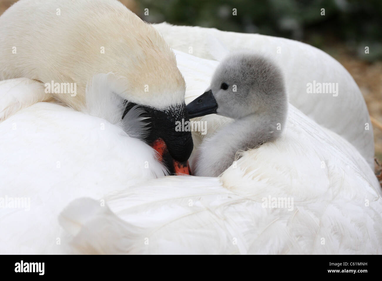Mute Swan Cygnet with parent Stock Photo