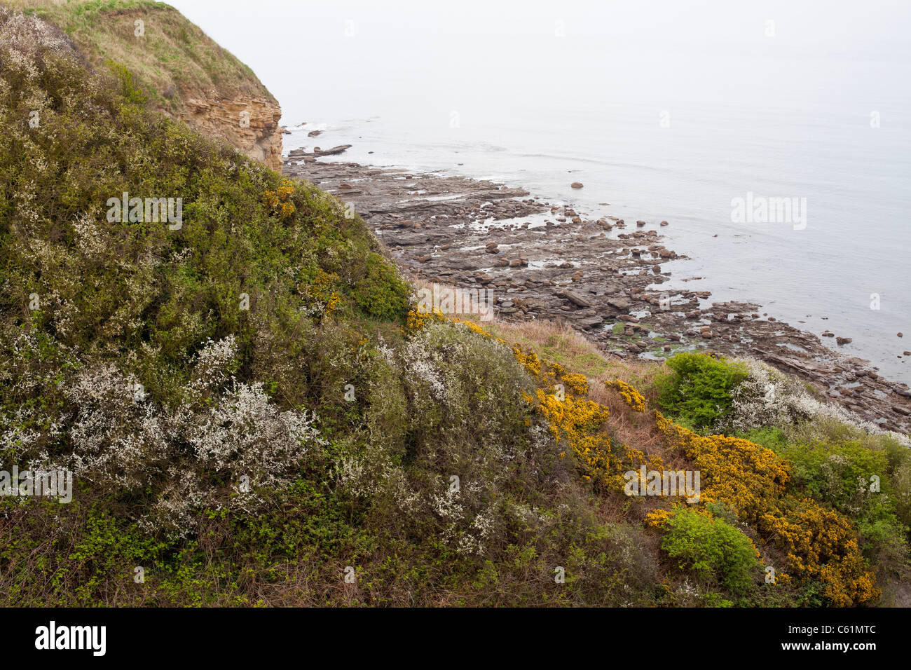 Cliff top view near Scarborough, North Yorkshire Stock Photo Alamy