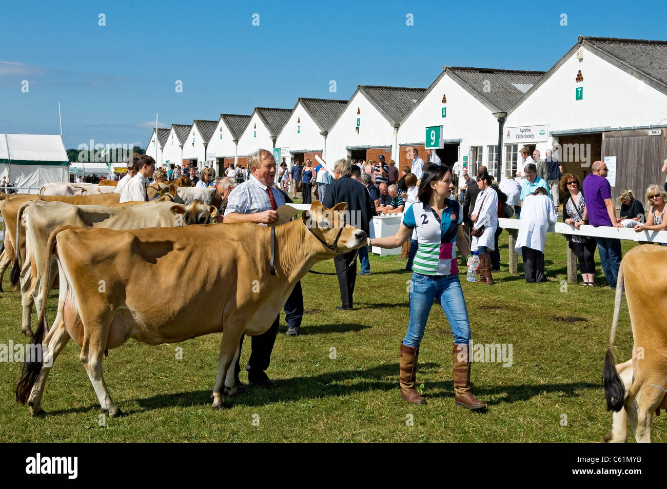 Jersey dairy cows being shown at the Great Yorkshire Show in summer Harrogate North Yorkshire