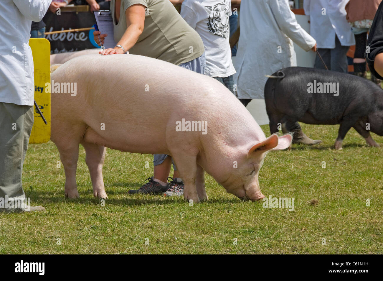Close up of large white pig at the Great Yorkshire Show Showground