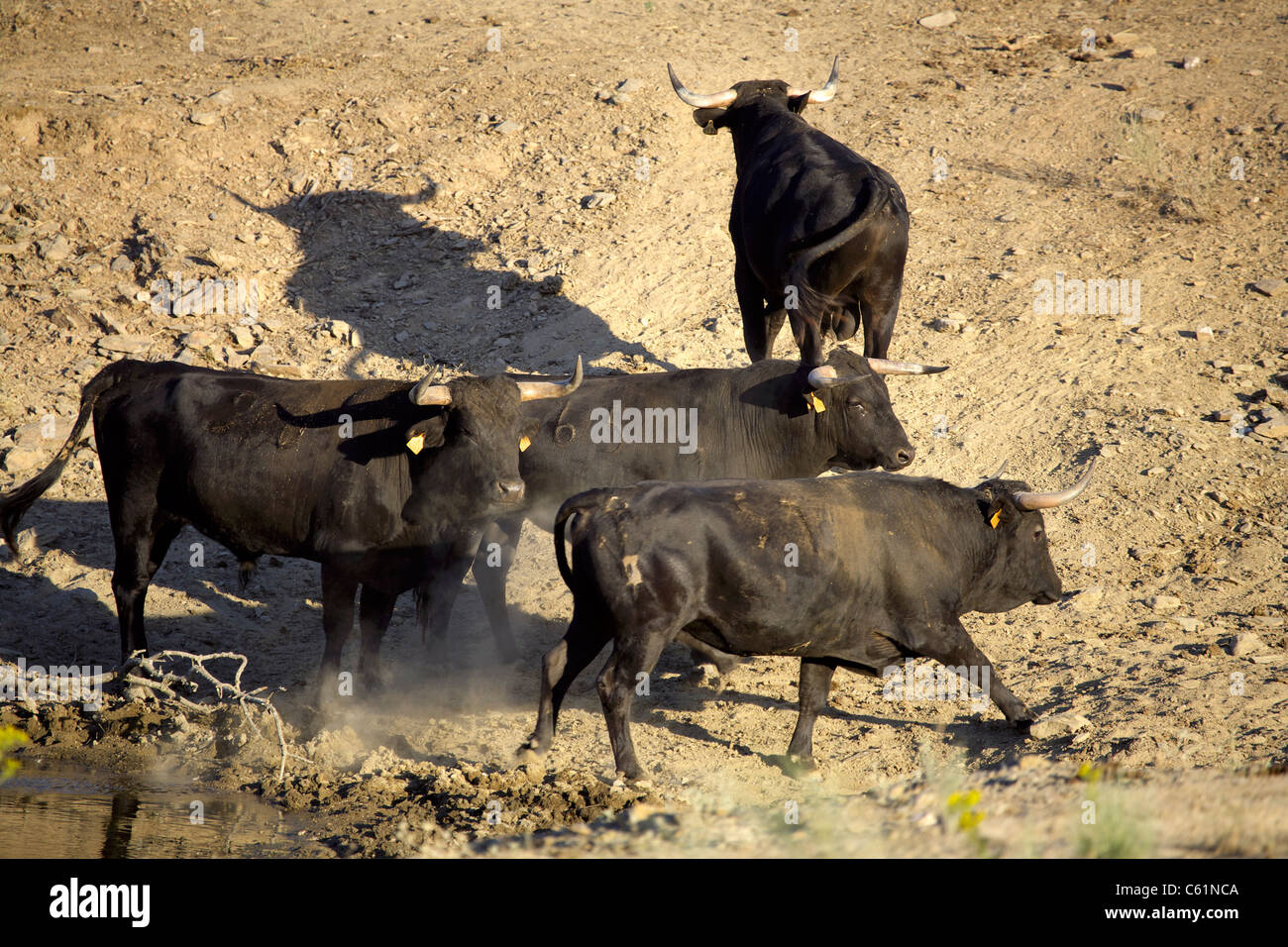 Black Bulls, Extremadura, Spain, Spanish, Iberia, Europe, European, animal, animals, livestock, nature, bull, cattle, Jack, Cox, Stock Photo