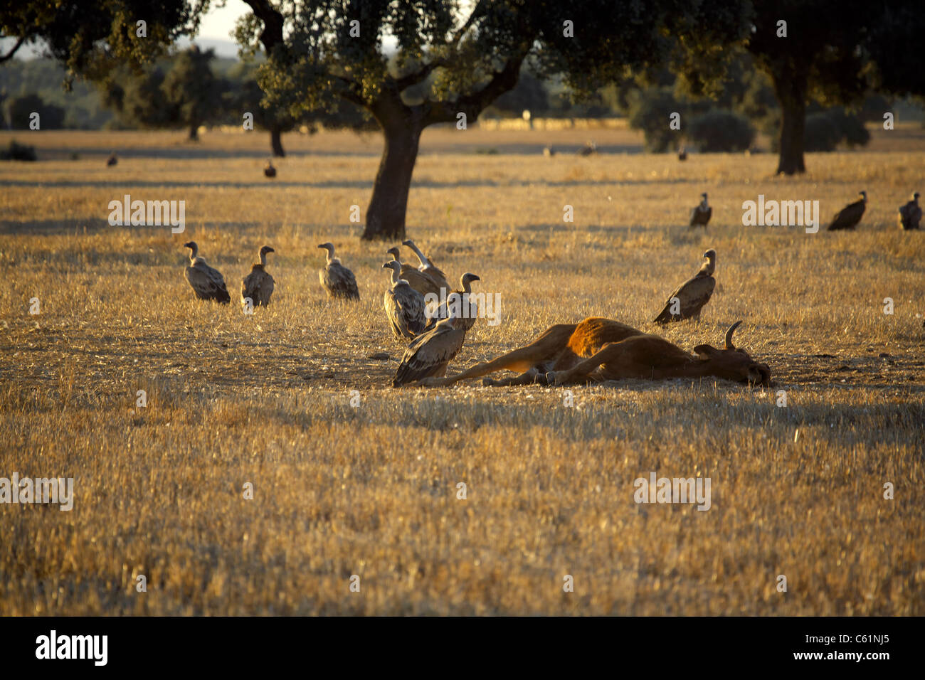 Griffon vultures (Gyps fulvus), dead cow, Spain, waiting for the moment of death, to consume a dead cow in a field, Extremadura, Stock Photo