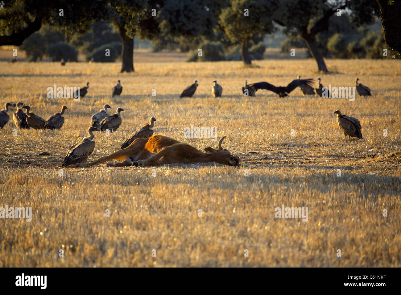 Griffon vultures (Gyps fulvus) waiting for the moment of death, to consume a dead cow in a field, Extremadura, Spain, Spanish, Stock Photo