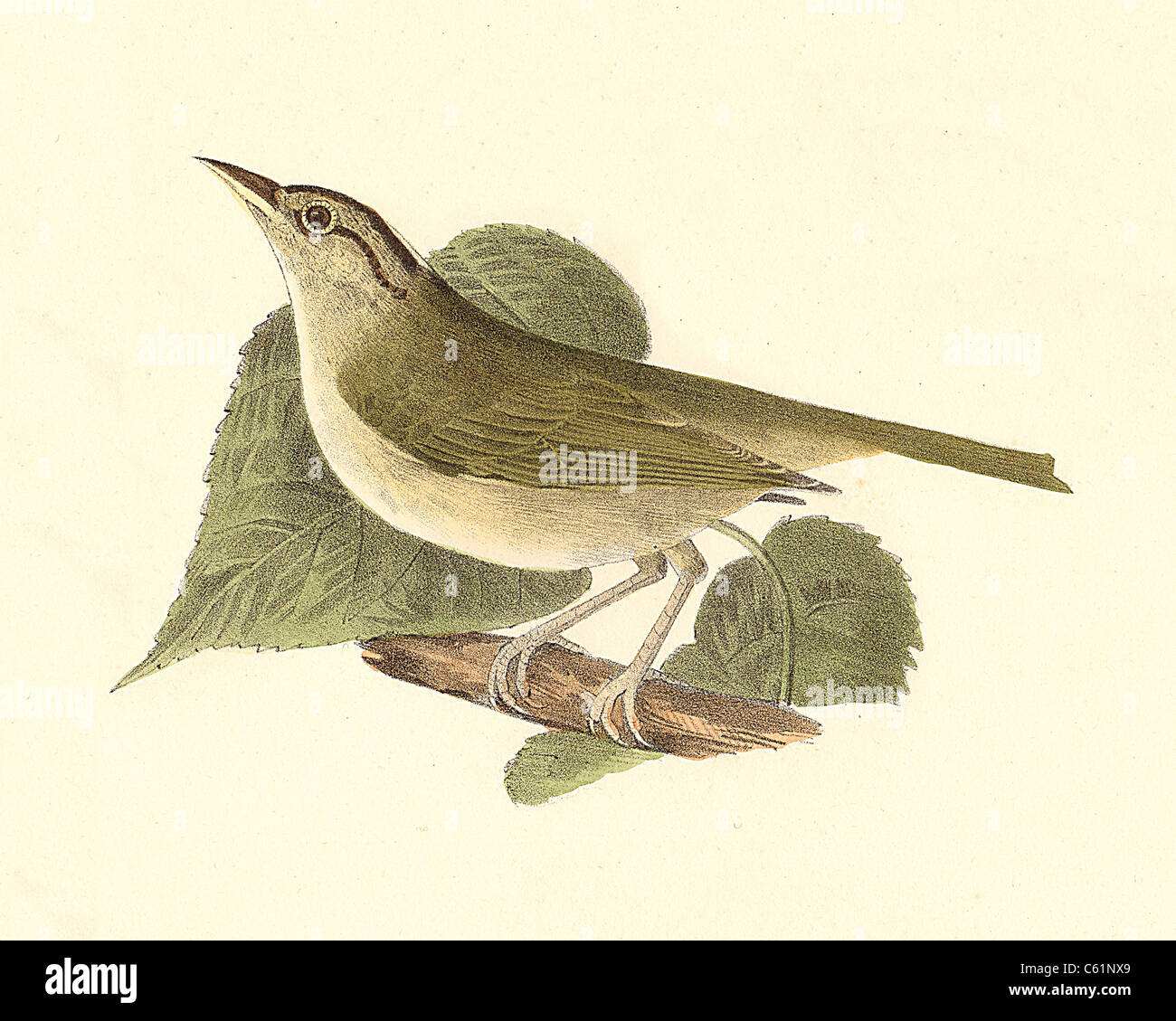 The Wormeating Warbler, Worm-eating warbler (Vermivora pensylvanica, Helmitheros vermivorum) vintage bird lithograph - James De Kay, Zoology NY, Birds Stock Photo