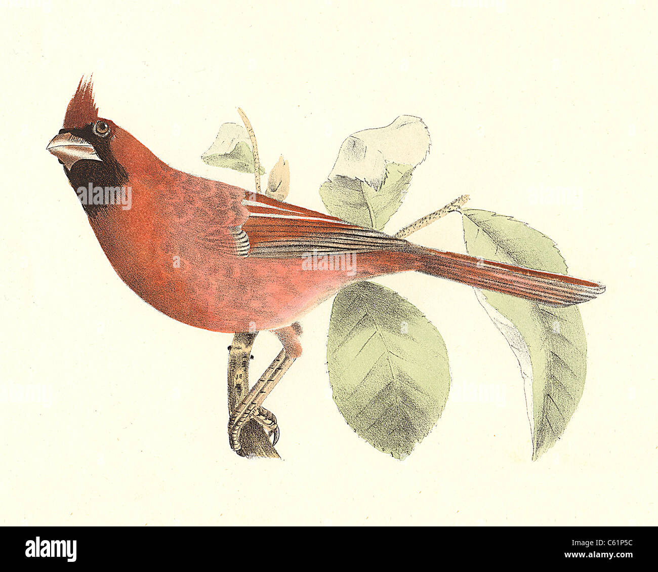 The Cardinal Grosbeak or Northern Cardinal (Pitylus cardinalis, Cardinalis cardinalis) vintage bird lithograph - James De Kay, Zoology of NY, Birds Stock Photo