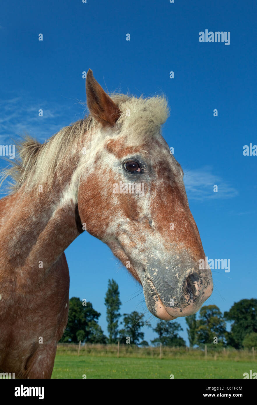 Appaloosa Pony in field Stock Photo