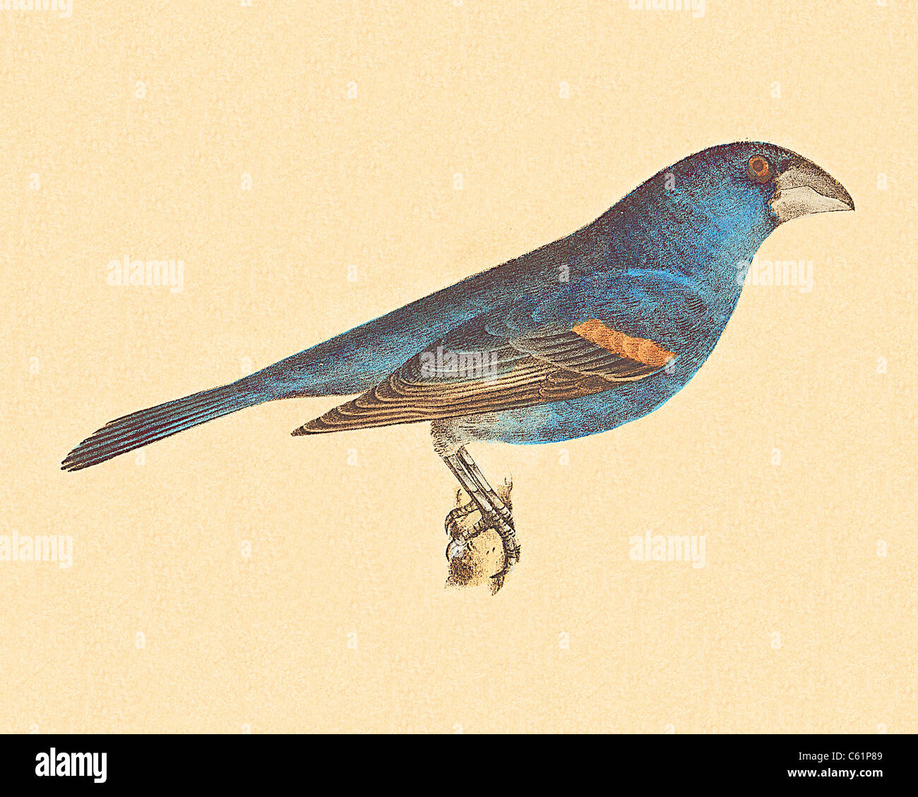 The Blue Grosbeak(Coccoborus ceruleus, Passerina caerulea)  vintage bird lithograph - James De Kay, Zoology of New York, or the New-York Fauna, Birds Stock Photo