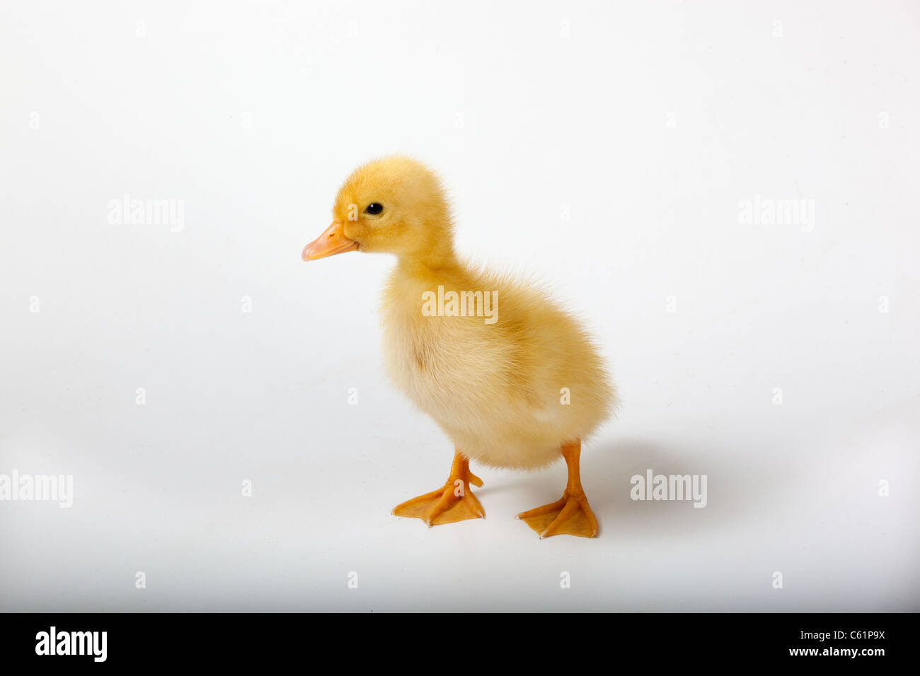 Newly hatched Ducklings on white background Stock Photo