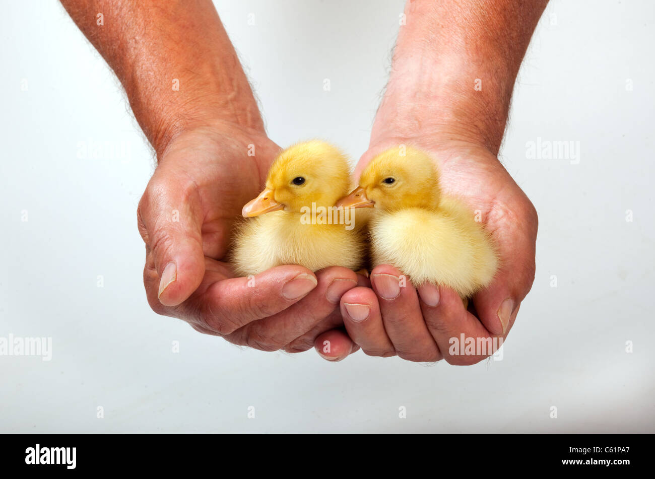 Newly hatched Ducklings on white background Stock Photo